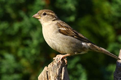 beautiful sparrow pictures|pictures of female house sparrows.